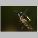 Ectemnius cavifrons oder ruficornis - Grabwespe w08f 11mm beim Nesteintrag - Schwebfliege.jpg